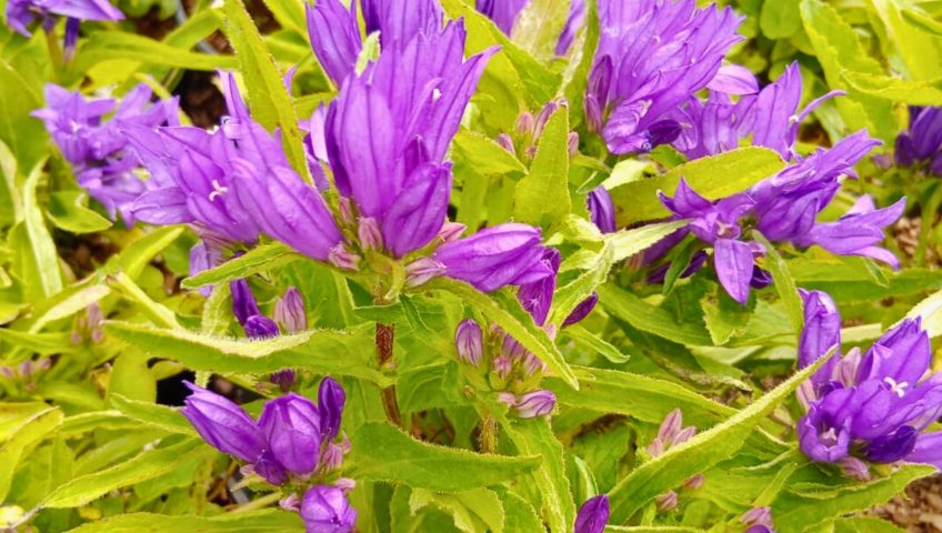 Kolorowe byliny wieloletnie rosnące w ogrodzie pod Białymstokiem, idealne do lokalnych warunków klimatycznych Podlasia.