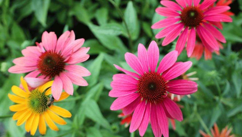 eżówka purpurowa (Echinacea) kwitnąca latem – bylina idealna do ogrodów na Podlasiu