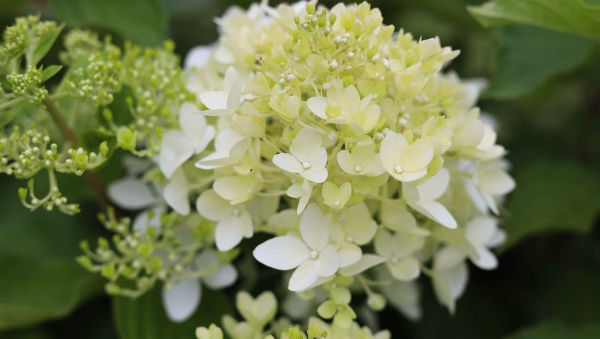 Hortensje kwitnące w szkółce roślin, krzewów, drzew i bylin pod Białymstokiem