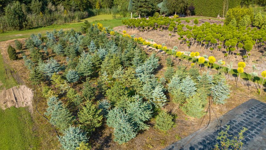 Szkółka krzewów ozdobnych Kruszewscy – rośliny ogrodowe w Białymstoku i okolicach