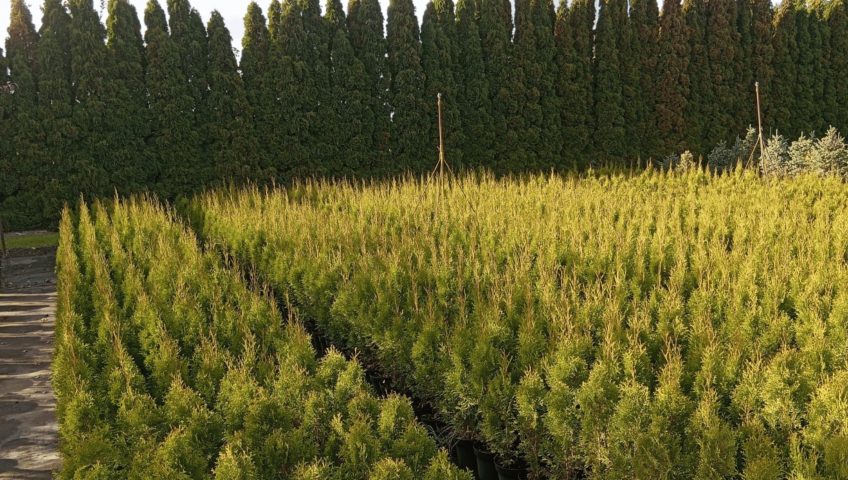 Jesienne sadzenie drzew owocowych w ogrodzie w Białymstoku