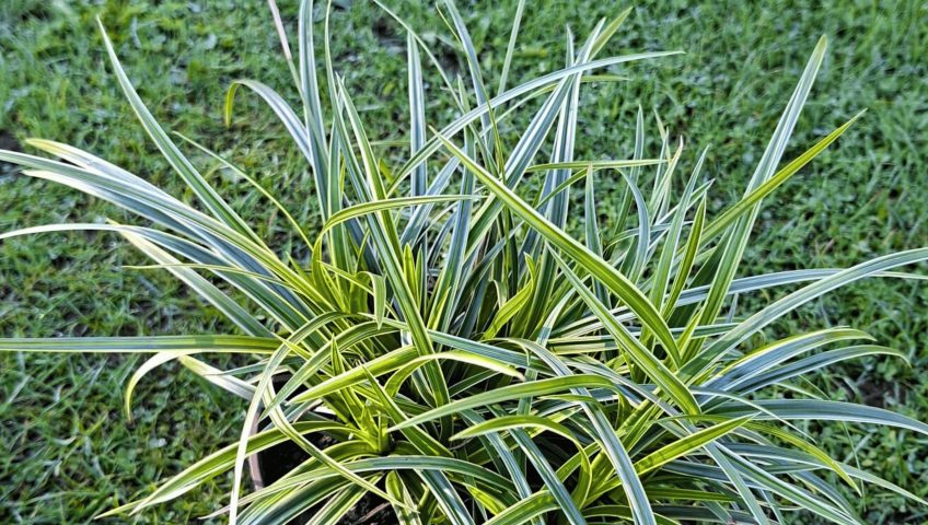 trawy ozdobne Białystok