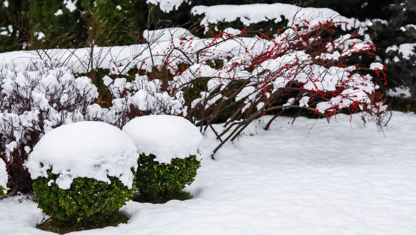 Planowanie ogrodu zimą w Białymstoku – widok na żywopłot i krzewy ozdobne pokryte śniegiem, Szkółka Kruszewscy Fasty.