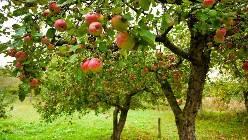Szkółka roślin Białystok Kruszewscy – mrozoodporne sadzonki drzew owocowych i krzewów ozdobnych w Fastach.